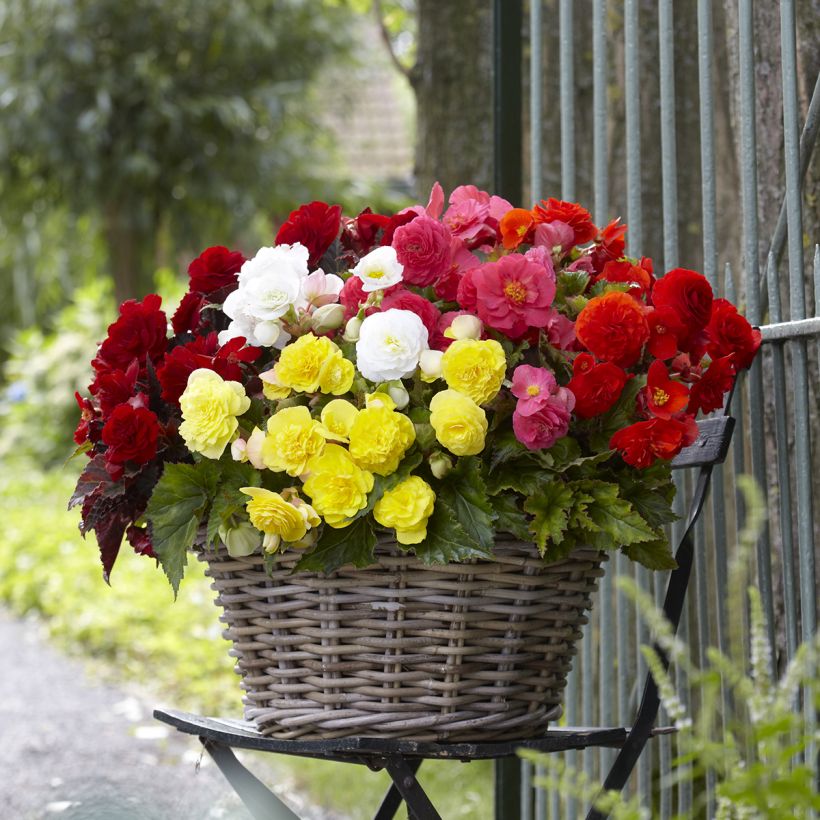 Begonia multiflora Maxima mix 6 Farben (Hafen)