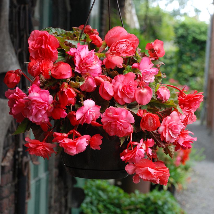 Begonie Pink Delight - Begonia Odorata (Blüte)