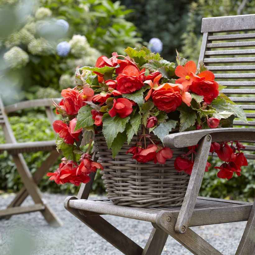 Begonie Red Glory - Begonia Odorata  (Wuchs)