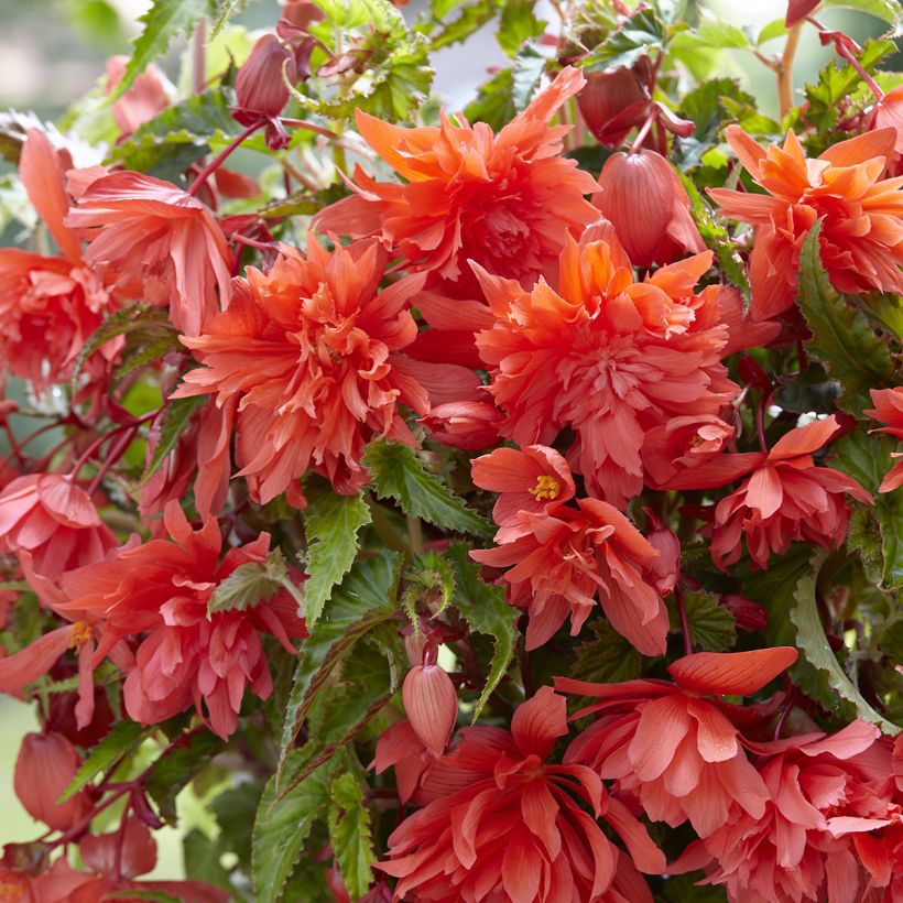 Begonie Salmon - Begonia Pendula  (Blüte)