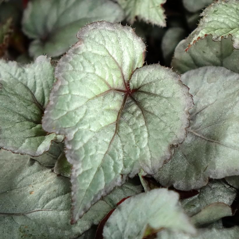 Begonia Rex Pink Pop - Blattbegonie (Foliage)