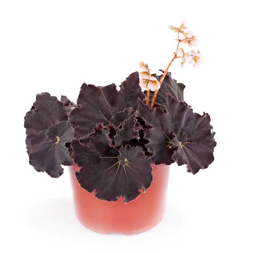 Begonia Rex Dark Mambo - Blattbegonie (Plant habit)