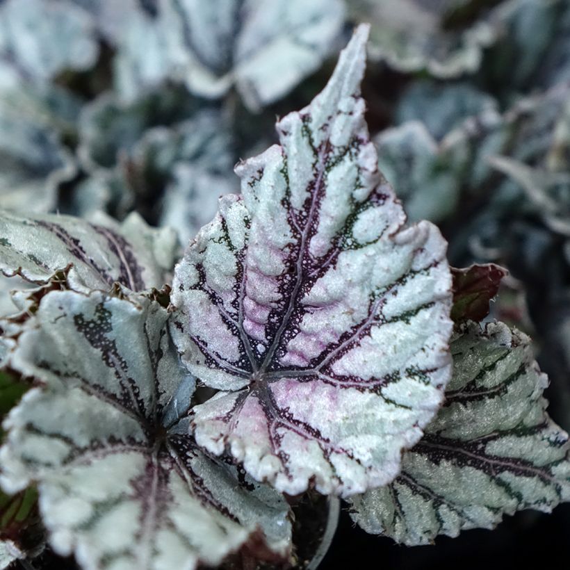 Begonia Rex Dew Drop - Blattbegonie (Foliage)
