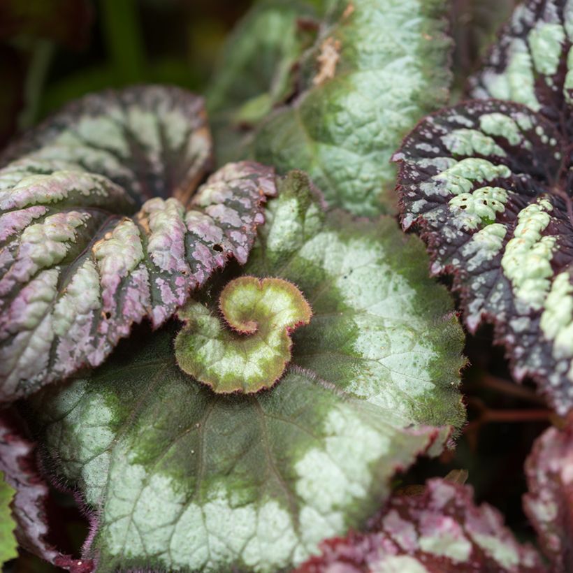 Begonia Rex Escargot - Blattbegonie (Foliage)