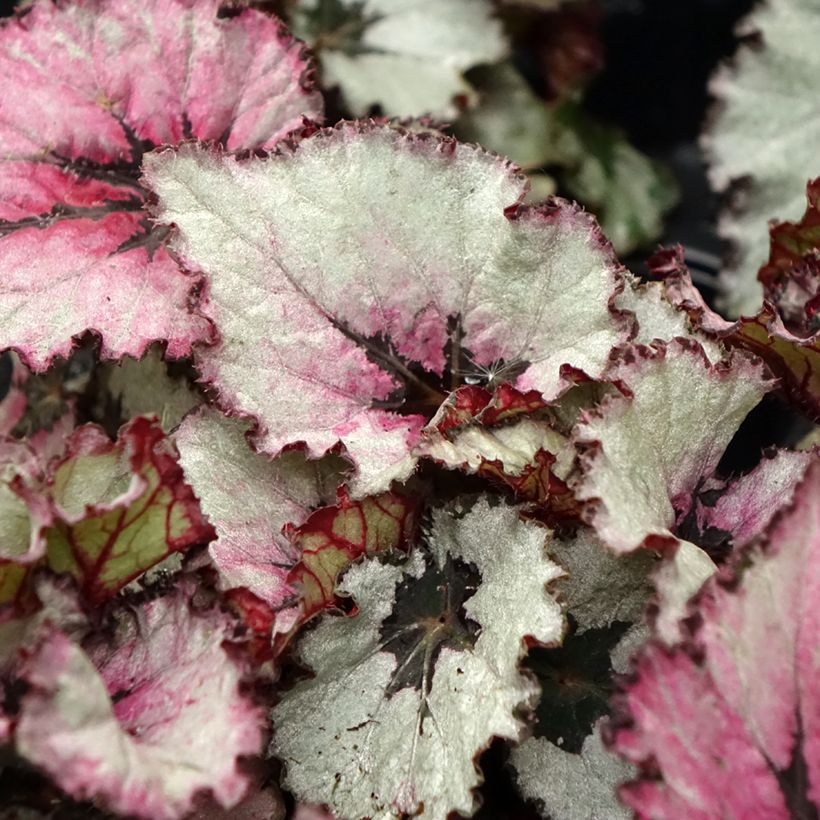 Begonia Rex Red Heart - Blattbegonie (Foliage)