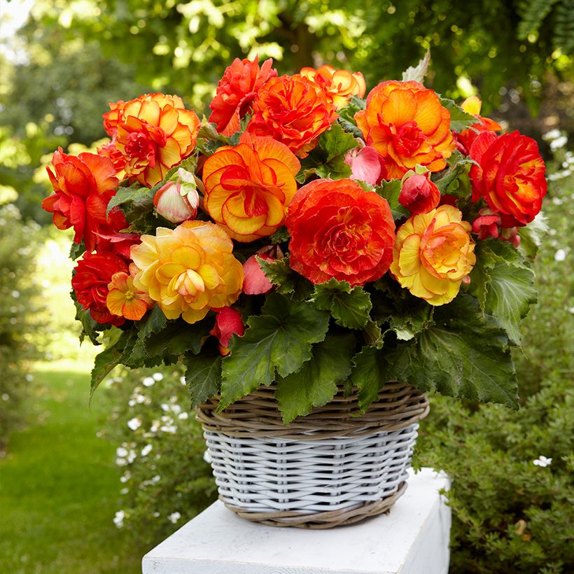 Begonie Sangria - Begonia (Hafen)