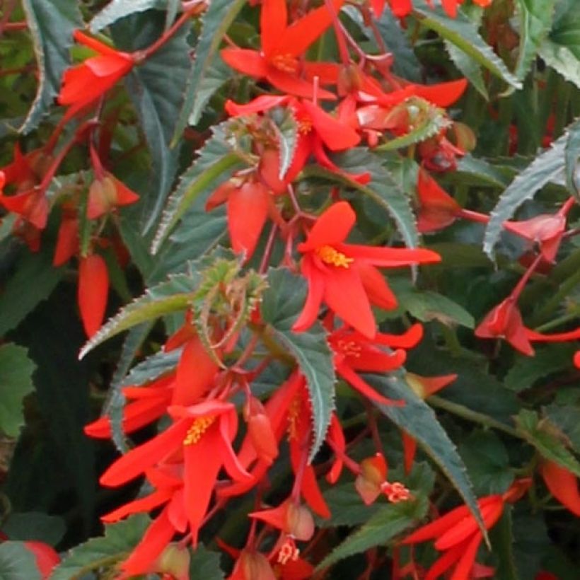 Begonie Santa Cruz Orange - Begonia boliviensis (Flowering)