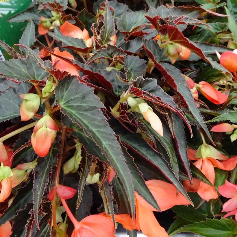 Begonie Summerwings Orange - Begonia boliviensis (Foliage)