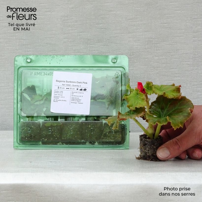 Example of Begonie Sunbrero Dark Pink - Begonia Mini-Plug Ø 3/4 cm as you get in printemps