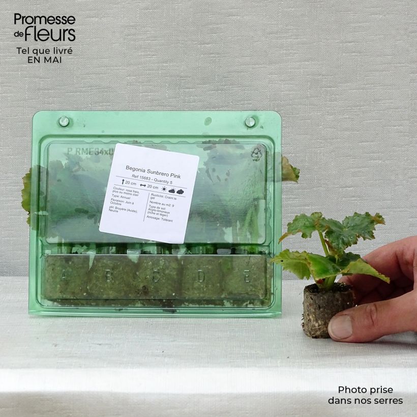 Example of Begonie Sunbrero Pink - Begonia Mini-Plug Ø 3/4 cm as you get in printemps