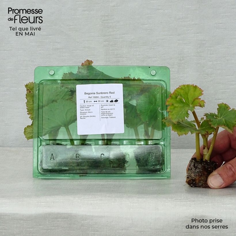 Example of Begonie Sunbrero Red - Begonia Mini-Plug Ø 3/4 cm as you get in printemps