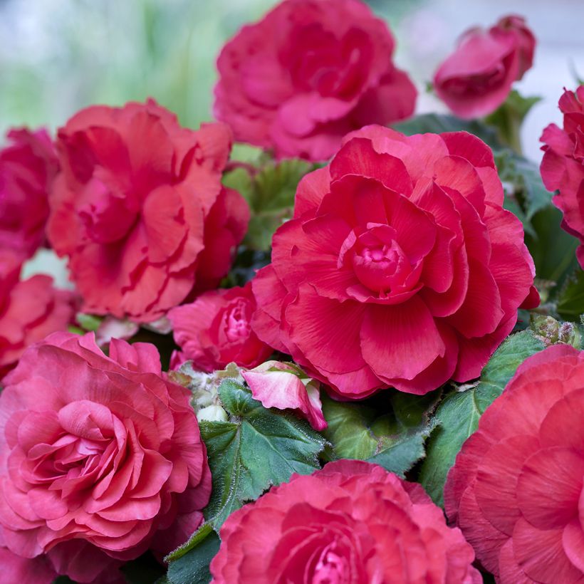 Begonia Superba Pink (Blüte)