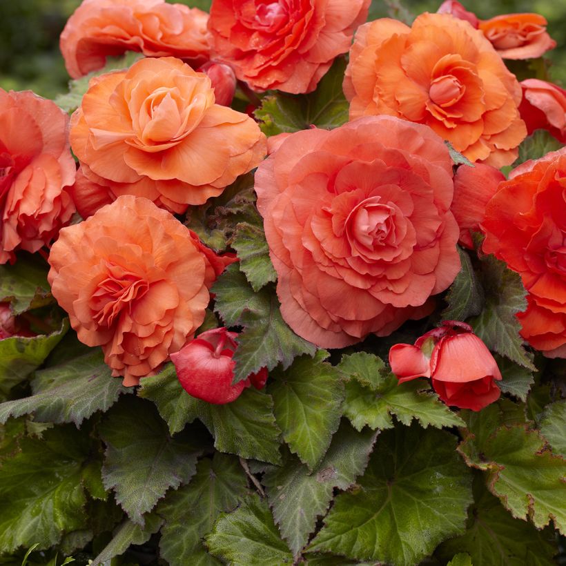 Begonia Superba Salmon (Blüte)