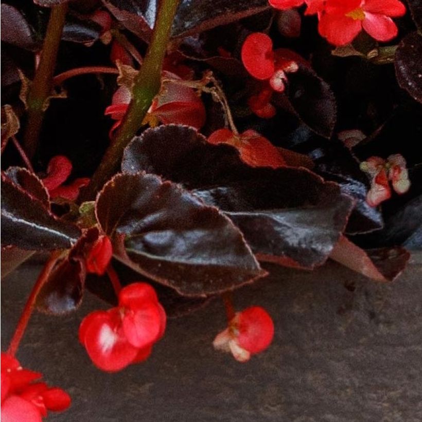 Begonie Viking Bronze Red - Begonia (Foliage)