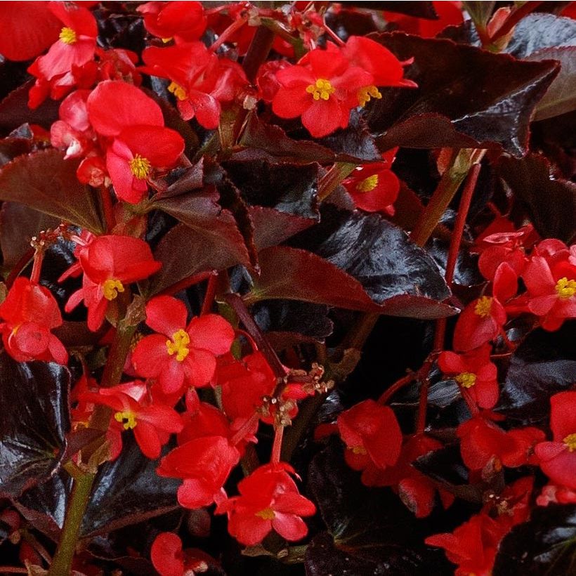 Begonie Viking Bronze Red - Begonia (Flowering)