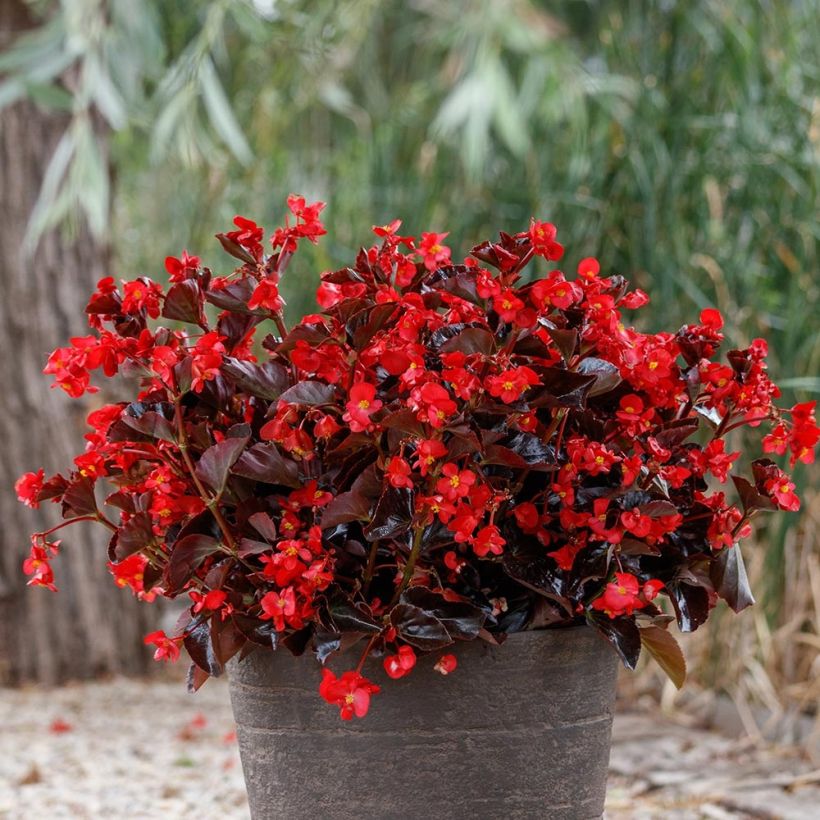 Begonie Viking Bronze Red - Begonia (Plant habit)
