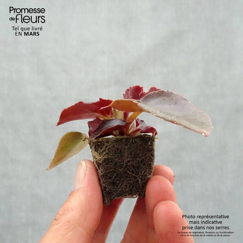 Example of Begonie Viking Bronze Red - Begonia Mini-Plug Ø 3/4 cm as you get in printemps