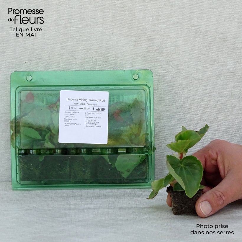 Example of Begonie Viking Trailing Red - Begonia Mini-Plug Ø 3/4 cm as you get in printemps