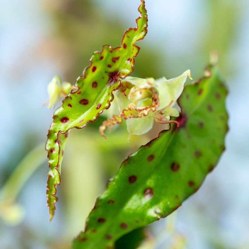 Begonia amphioxus - Zimmerbegonie (Foliage)