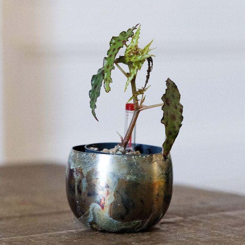 Begonia amphioxus - Zimmerbegonie (Plant habit)