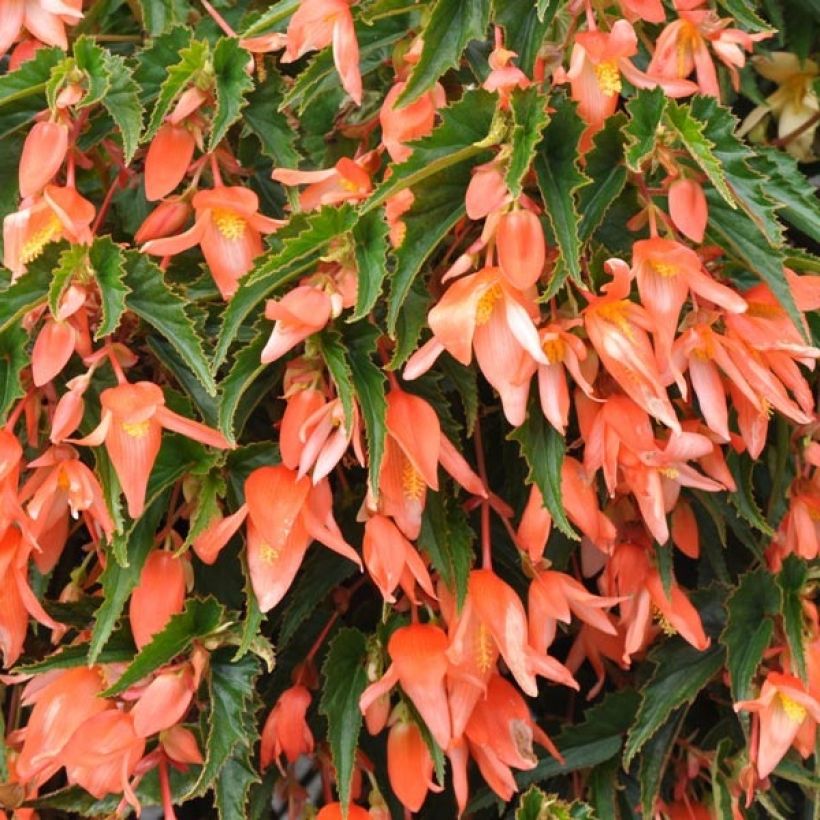 Begonie Summerwings Apricot Improved - Begonia boliviensis (Flowering)