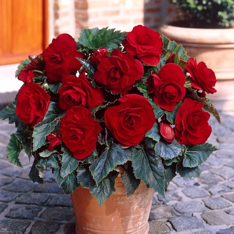 Begonie Dark red - Begonia Grandiflora (Hafen)