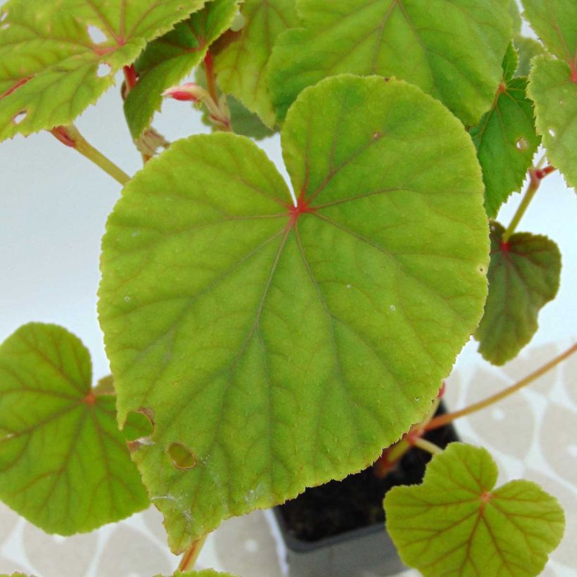 Begonia grandis subsp. evansiana - Begonie (Foliage)