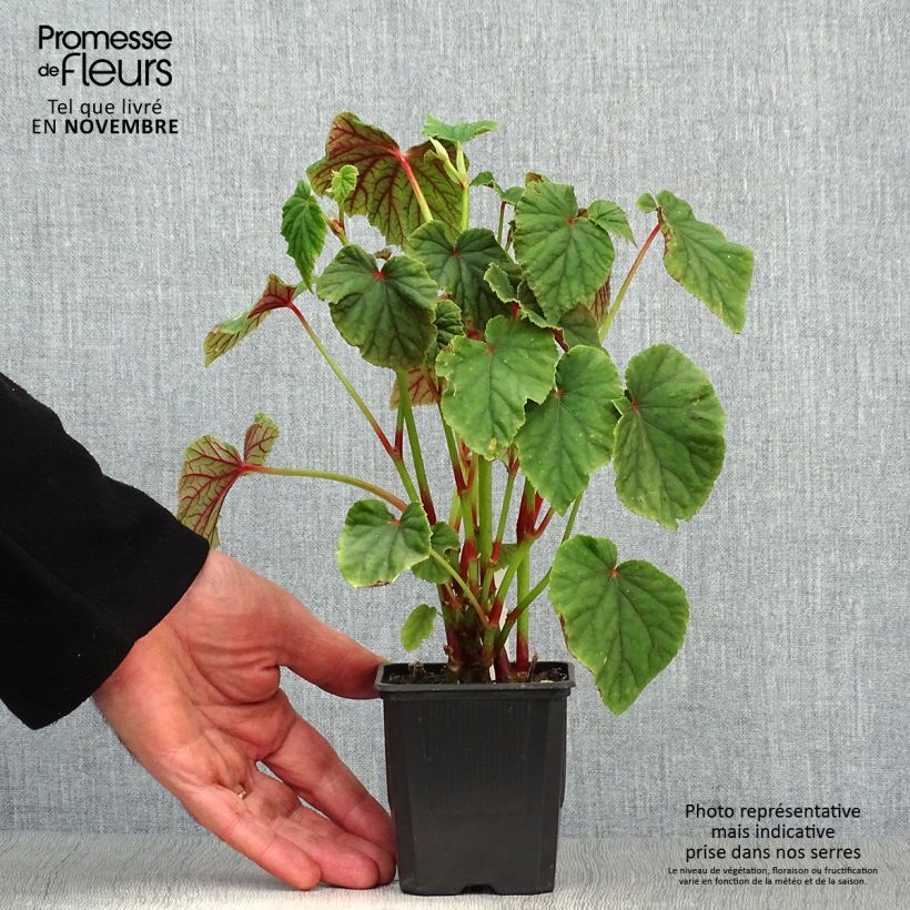 Example of Begonia grandis subsp. evansiana - Begonie Kleine Töpfe von 8/9 cm as you get in automne