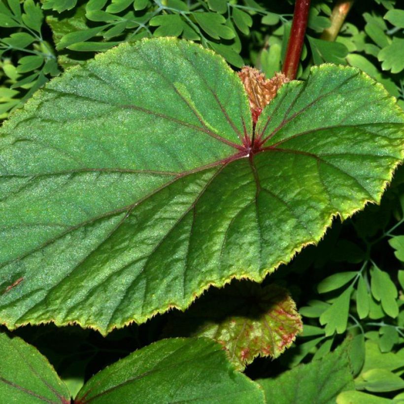 Begonia grandis subsp. evansiana var. alba - Begonie (Foliage)