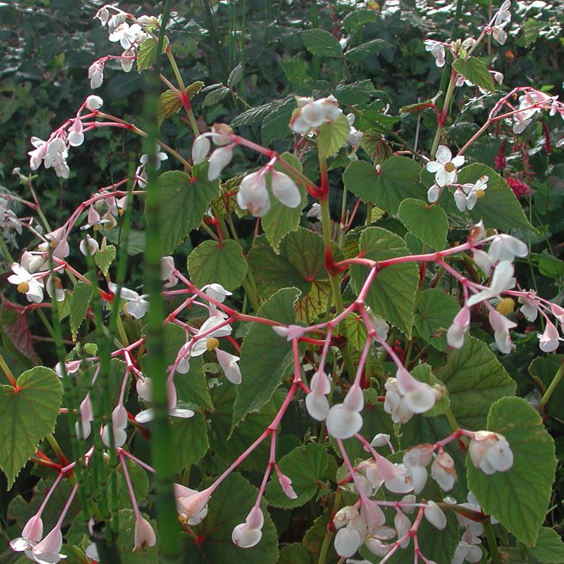 Begonia grandis subsp. evansiana var. alba - Begonie (Plant habit)