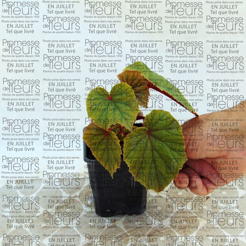 Example of Begonia grandis subsp. evansiana var. alba - Begonie Kleine Töpfe von 8/9 cm as you get