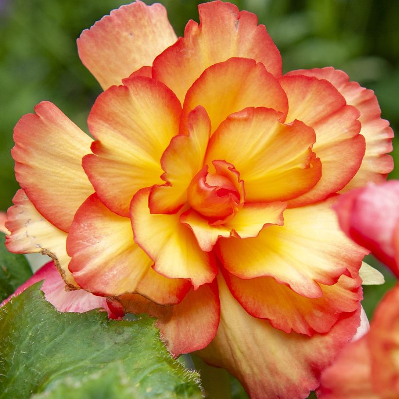 Begonie Tuberhybrida Golden Balcony - Begonia pendula (Flowering)