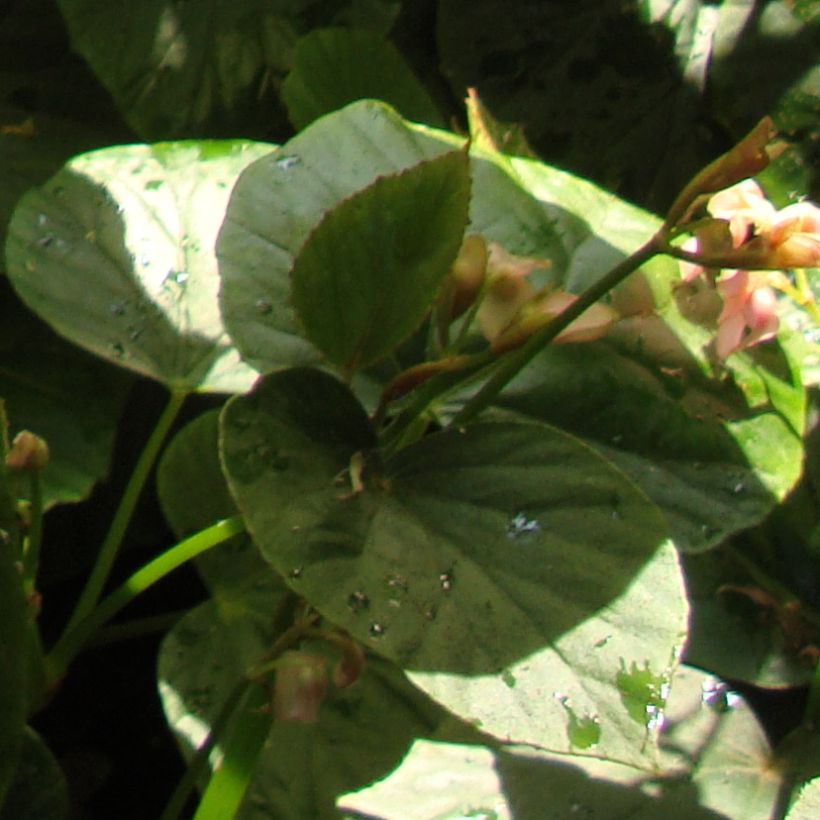 Begonia ravenii - Begonie (Foliage)