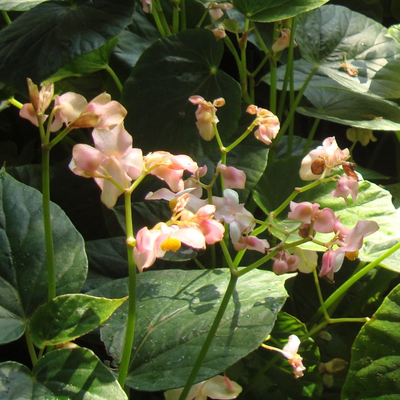 Begonia ravenii - Begonie (Flowering)