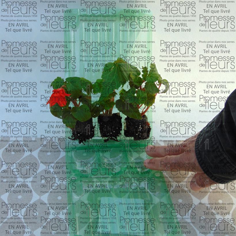 Example of Begonie Belleconia Hot orange - Begonia Mini-Plug Ø 3/4 cm as you get