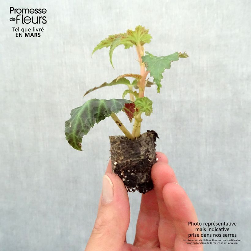Example of Begonie Belleconia rose - Begonia Mini-Plug Ø 3/4 cm as you get in printemps