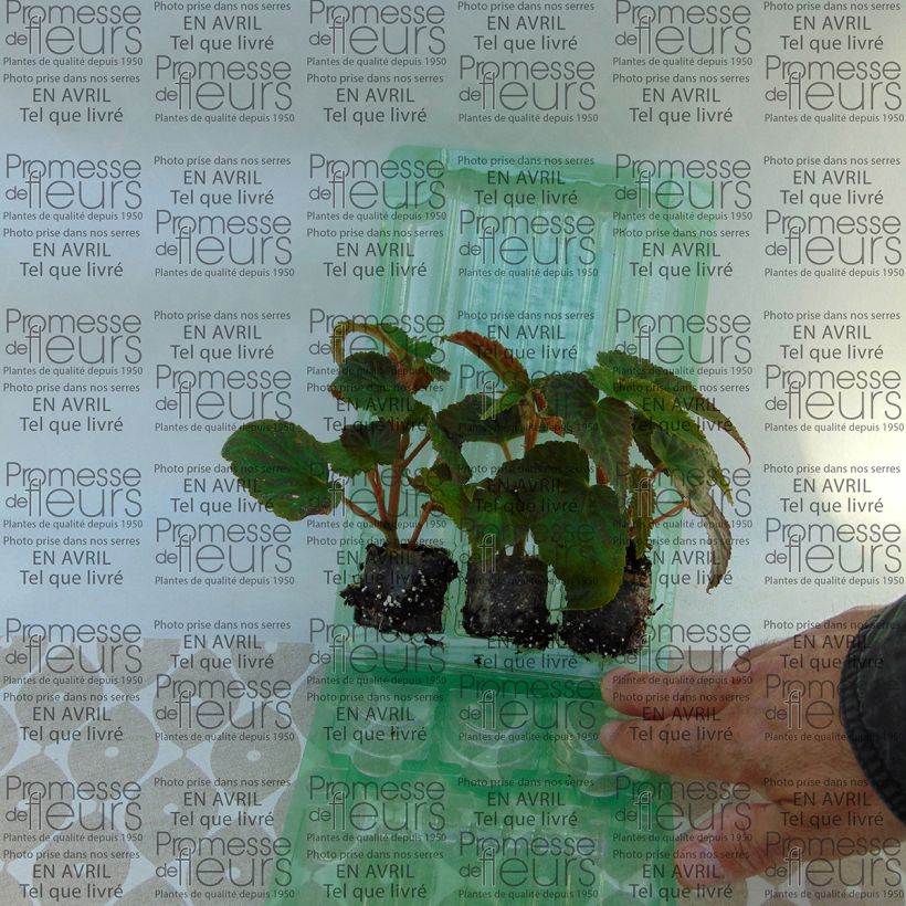 Example of Begonie Belleconia Soft Orange - Begonia Mini-Plug Ø 3/4 cm as you get