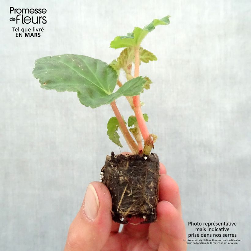 Example of Begonie Begonia Chardonnay - Begonia Mini-Plug Ø 3/4 cm as you get in printemps