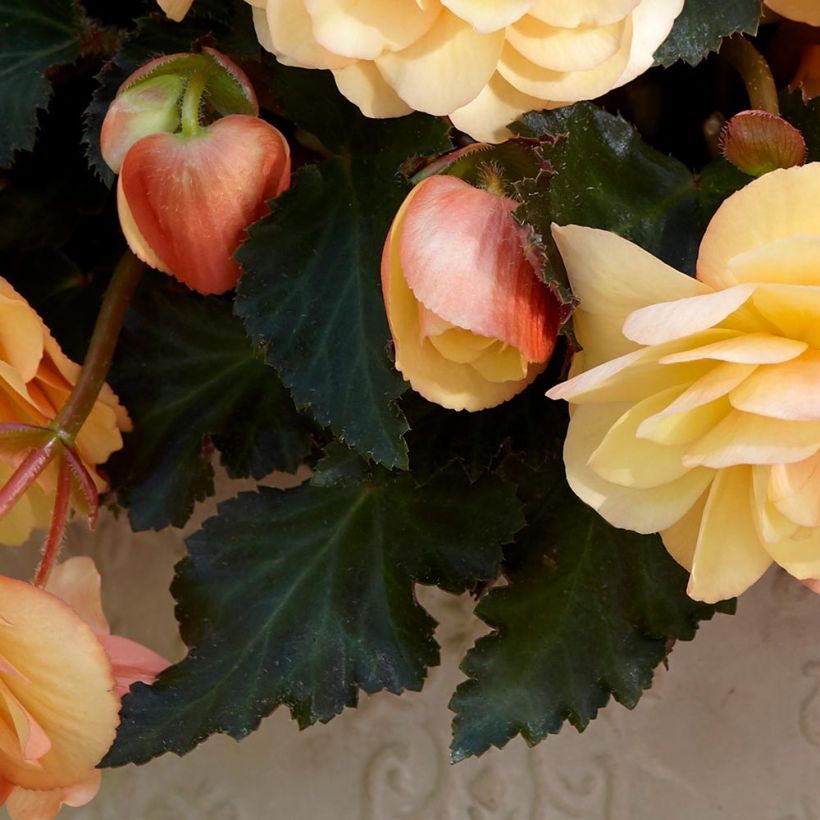 Begonie Fragrant Falls Peach - Begonia boliviensis (Foliage)