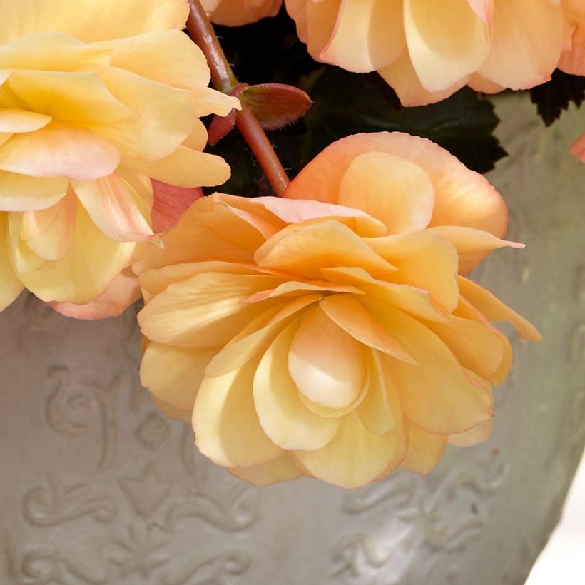 Begonie Fragrant Falls Peach - Begonia boliviensis (Flowering)
