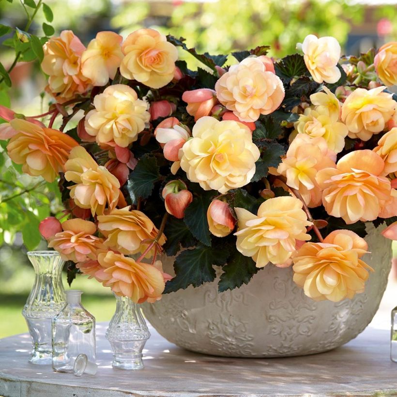 Begonie Fragrant Falls Peach - Begonia boliviensis (Plant habit)