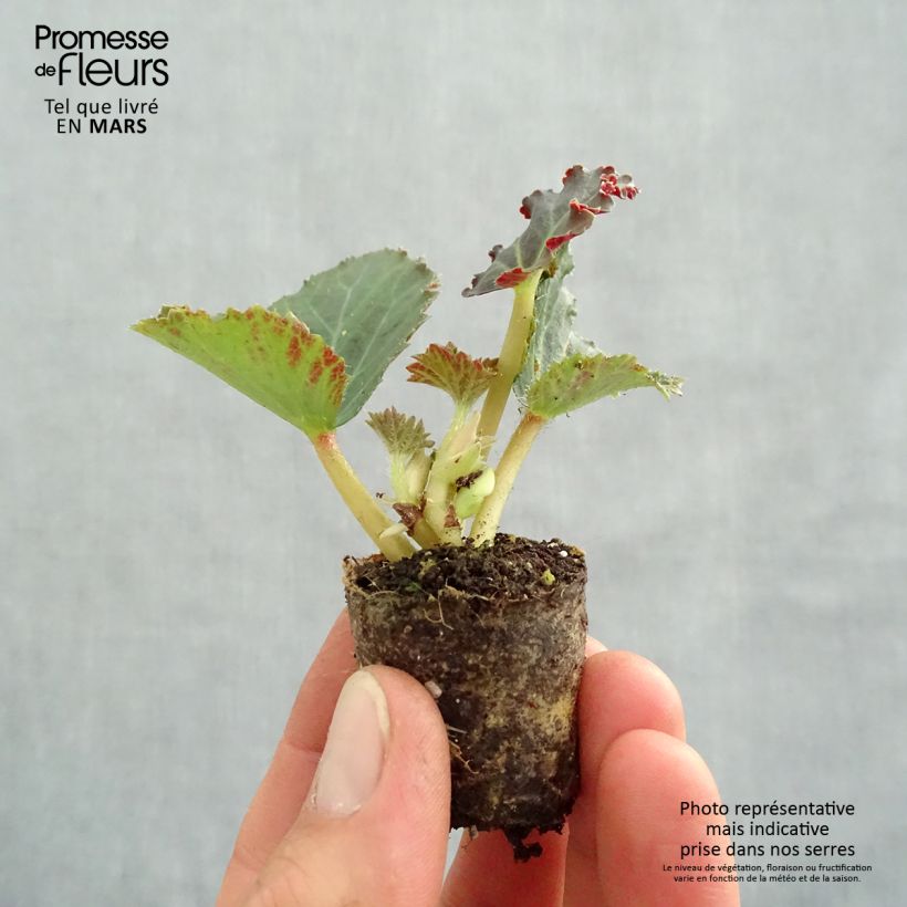Example of Begonie Fragrant Falls Peach - Begonia boliviensis Mini-Plug Ø 3/4 cm as you get in printemps