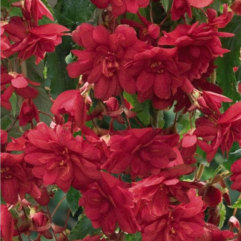 Begonie Illumination Ecarlate - Begonia pendula (Flowering)