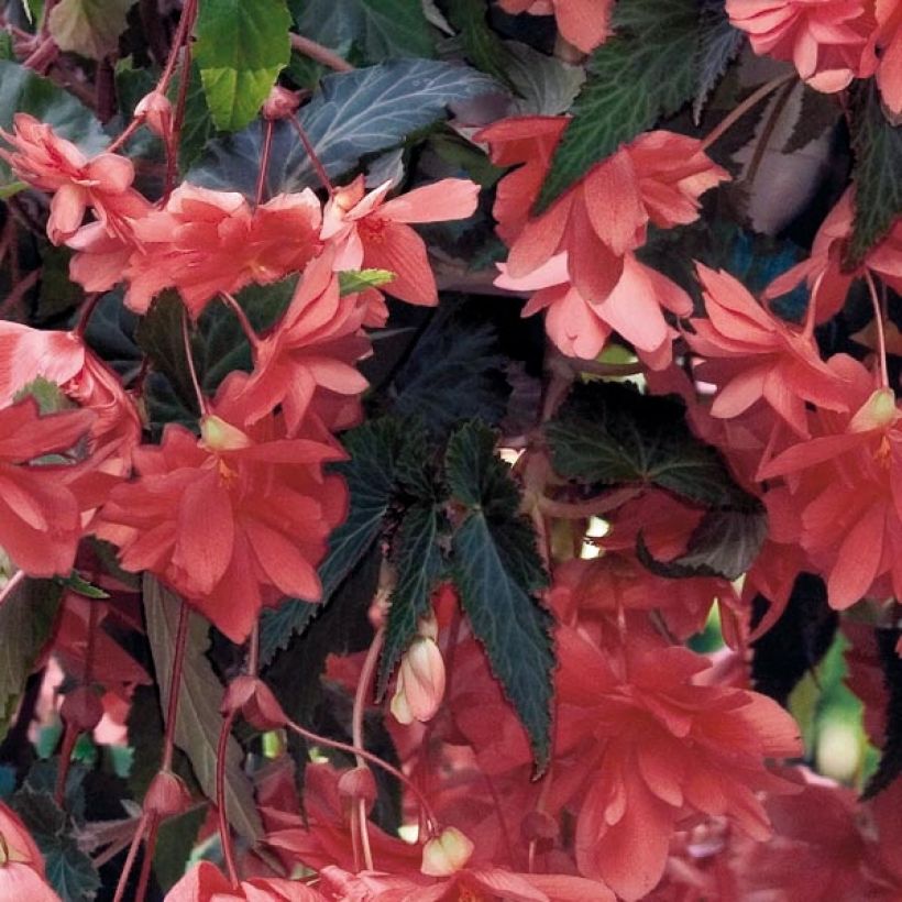 Begonie Illumination Saumon - Begonia pendula (Foliage)