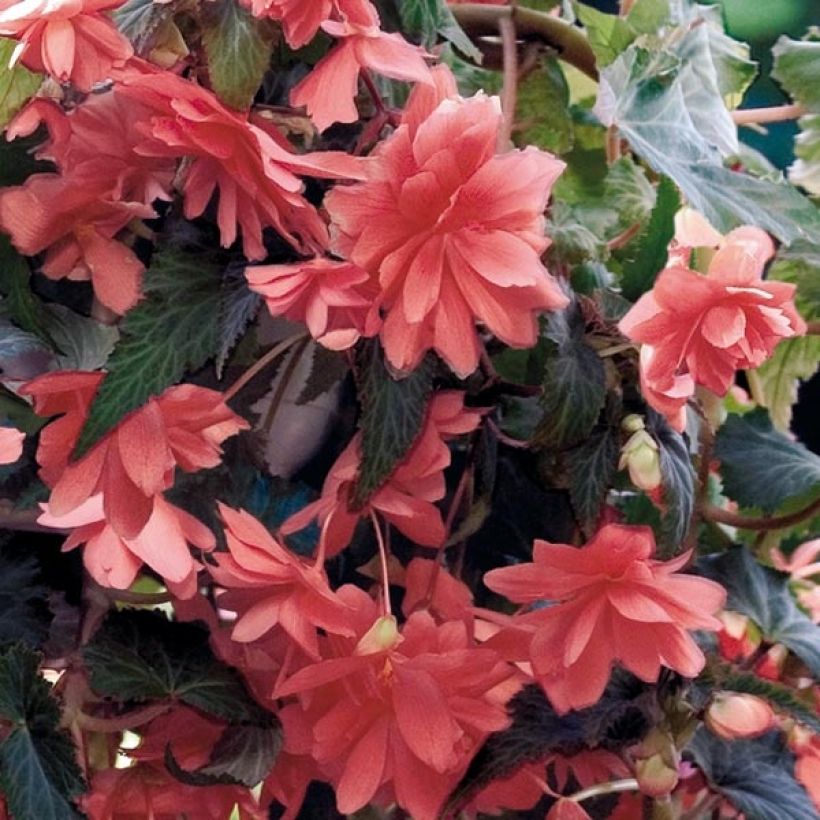 Begonie Illumination Saumon - Begonia pendula (Flowering)
