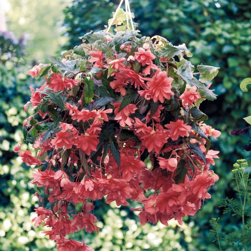 Begonie Illumination Saumon - Begonia pendula (Plant habit)