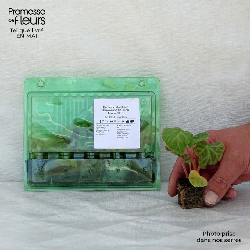 Example of Begonie Illumination Saumon - Begonia pendula Mini-Plug Ø 3/4 cm as you get in printemps