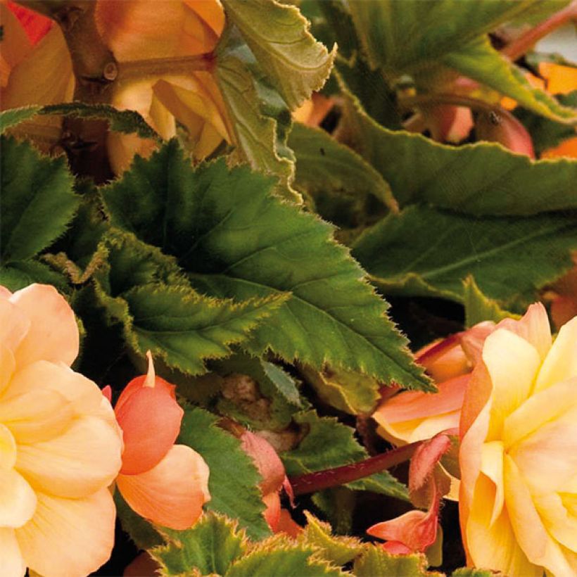 Begonie Illumination Tons Abricots - Begonia pendula (Foliage)
