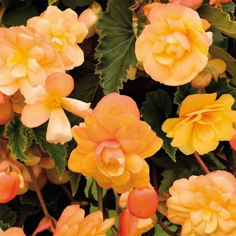 Begonie Illumination Tons Abricots - Begonia pendula (Flowering)
