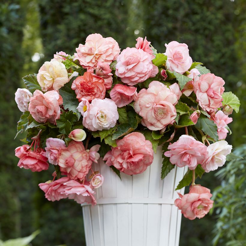 Begonie Splendide Flamenca (Hafen)